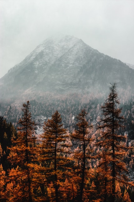 brown pine trees near mountain covered with fog