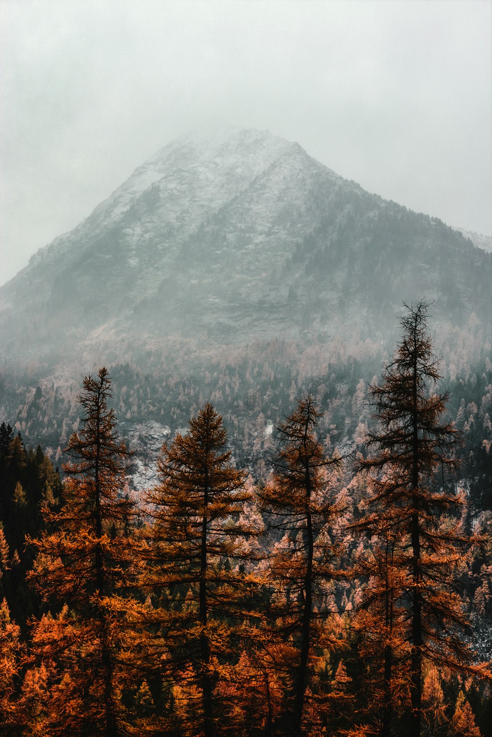 Braune Kiefern in der Nähe von Bergen, die mit Nebel bedeckt sind