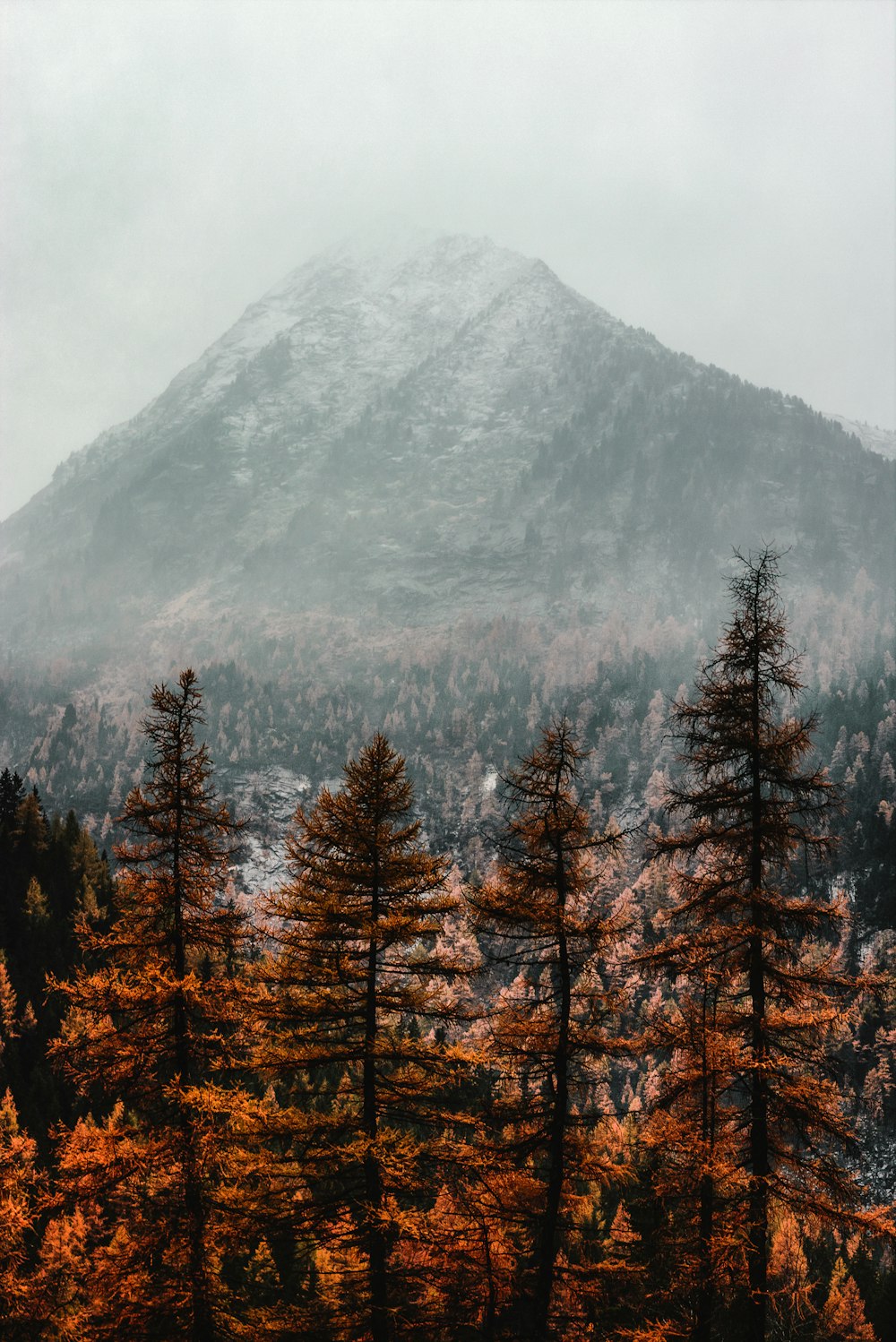 brown pine trees near mountain covered with fog