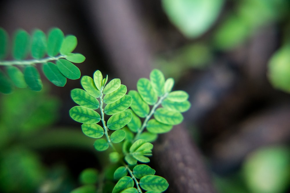 shallow focus photography of green leaves