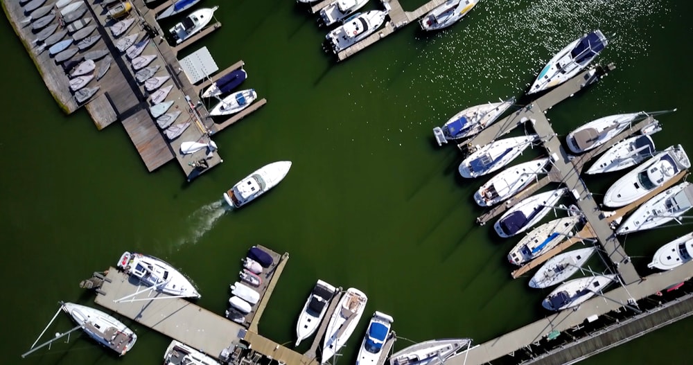bird's-eye view photography of white-and-blue boats