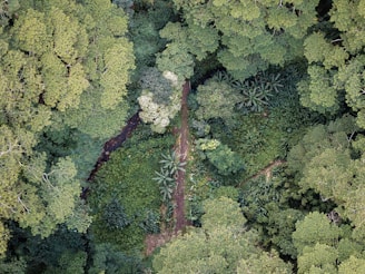 An aerial view showcasing a dense, lush forest canopy with a narrow pathway cutting through the middle. The variety of textures and hues in the leaves and plants suggest a thriving ecosystem.