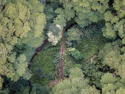 An aerial view showcasing a dense, lush forest canopy with a narrow pathway cutting through the middle. The variety of textures and hues in the leaves and plants suggest a thriving ecosystem.