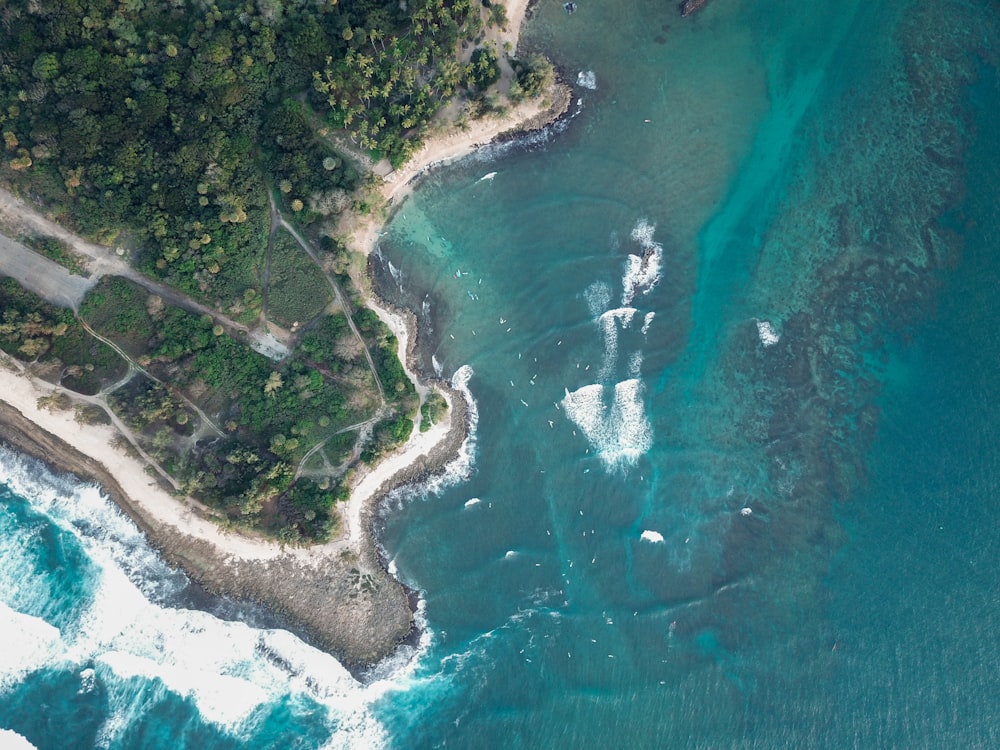 Fotografía de vista aérea del mar cerca de los árboles durante el día