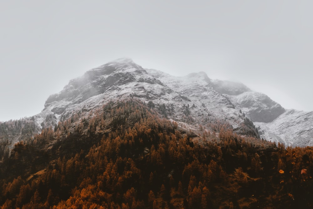 mountains with green trees