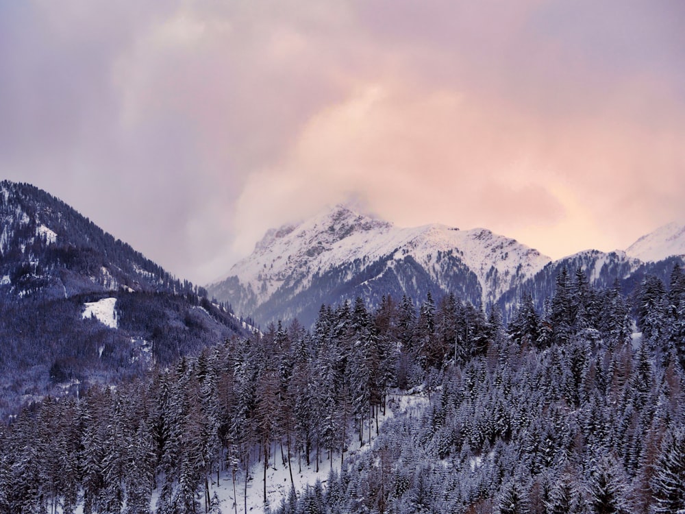 aerial photography of mountain with trees covered with snow