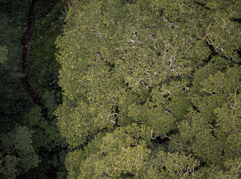 Luftaufnahme des grünen Waldes