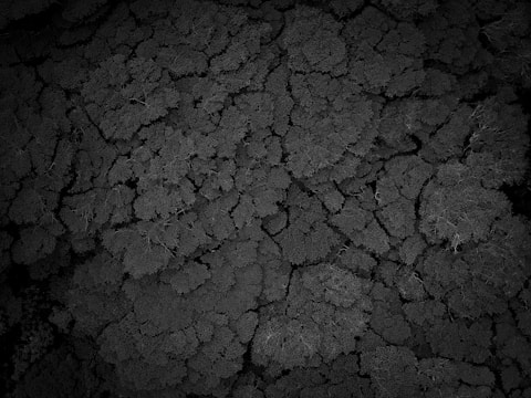 GIS-based canopy mapping displayed on a tablet in the field.