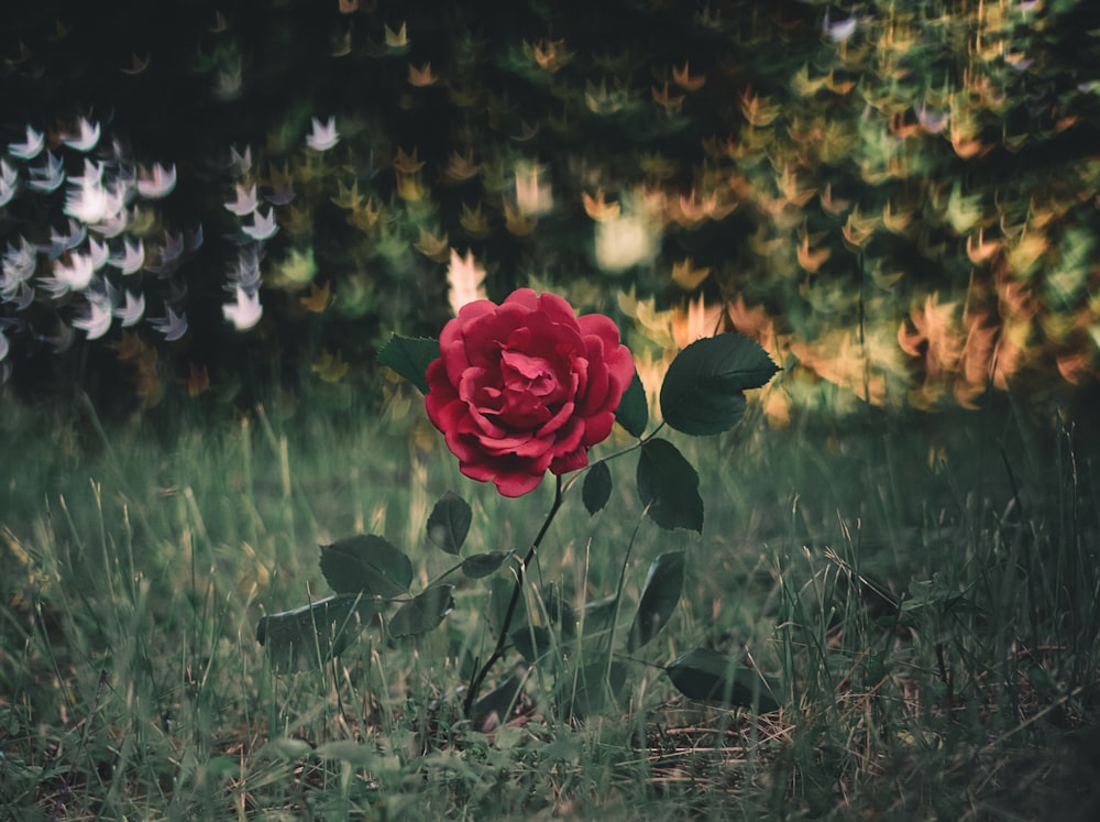 photo of red rose