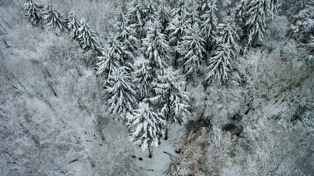 Floresta coberta de neve