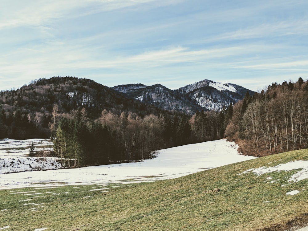 fotografia paesaggistica di alberi e montagne