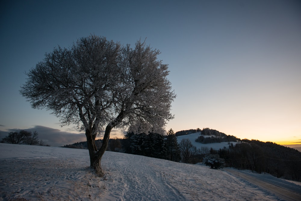 alberi a foglia verde