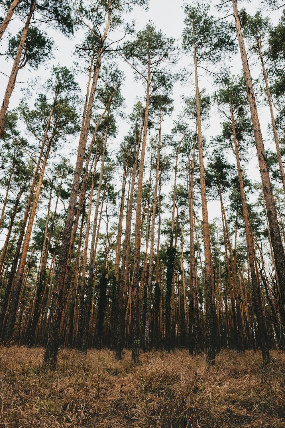 landscape photography of trees