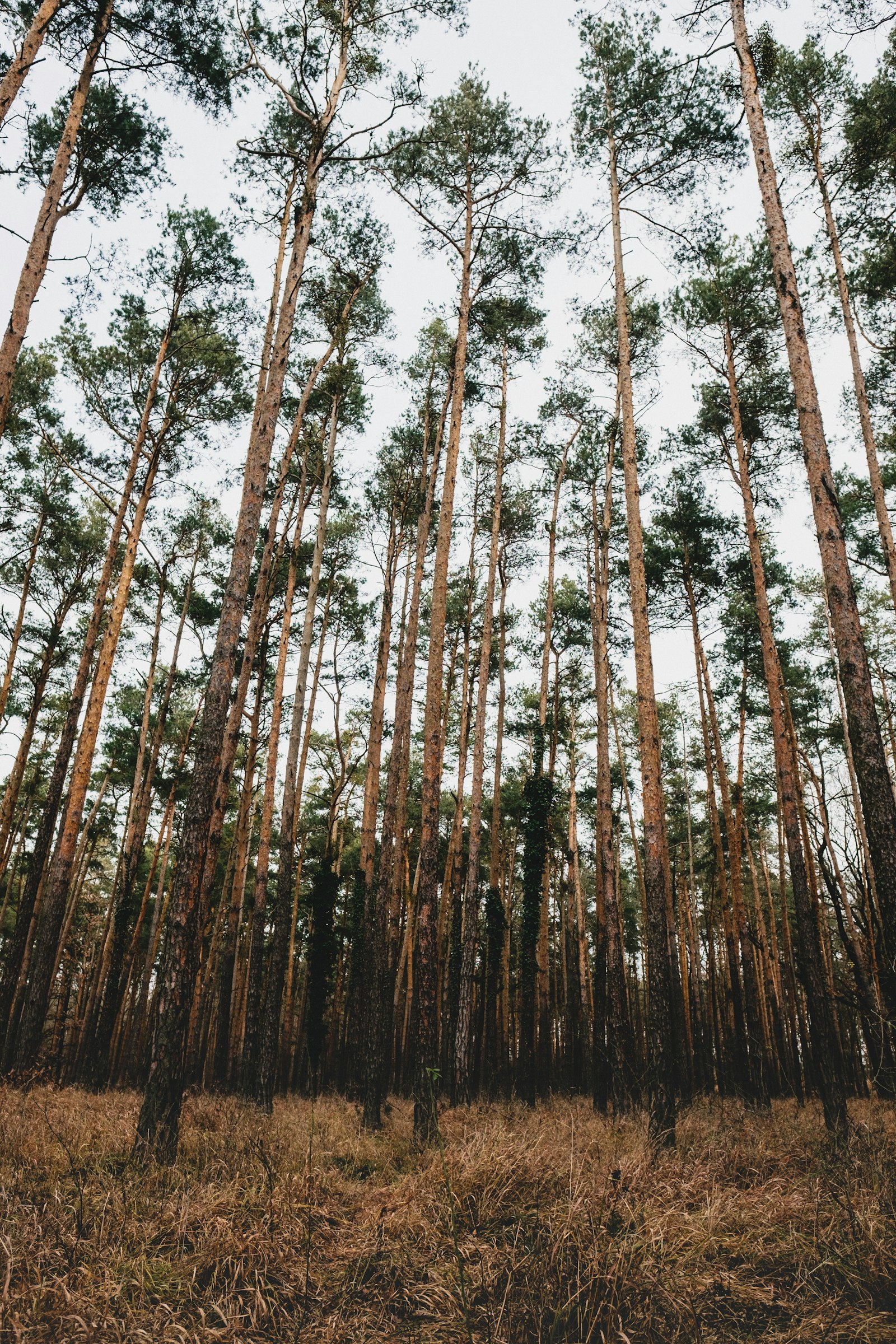 Fujifilm X-T10 + Fujifilm XF 16mm F1.4 R WR sample photo. Landscape photography of trees photography