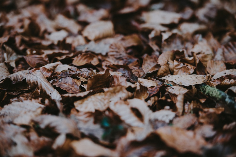 close-up photography of brown leaves