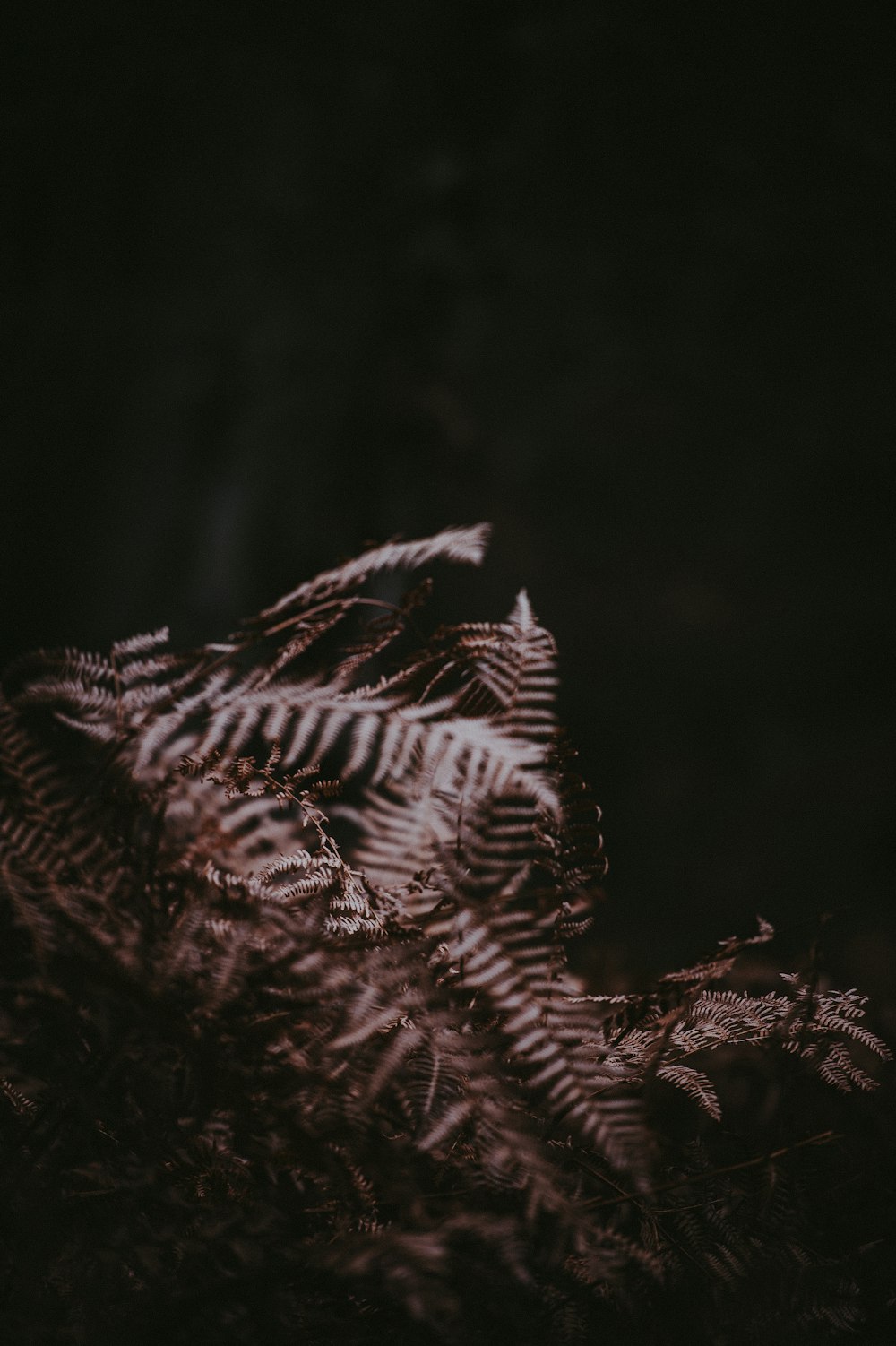 grey fern plant