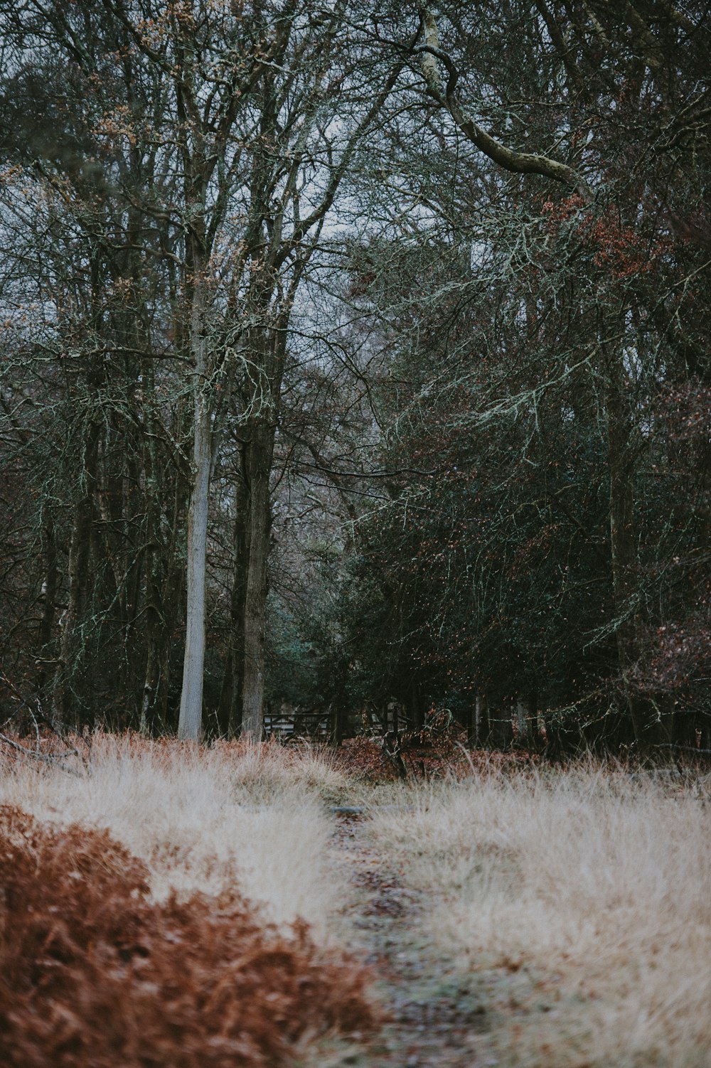 photography of forest at daytime