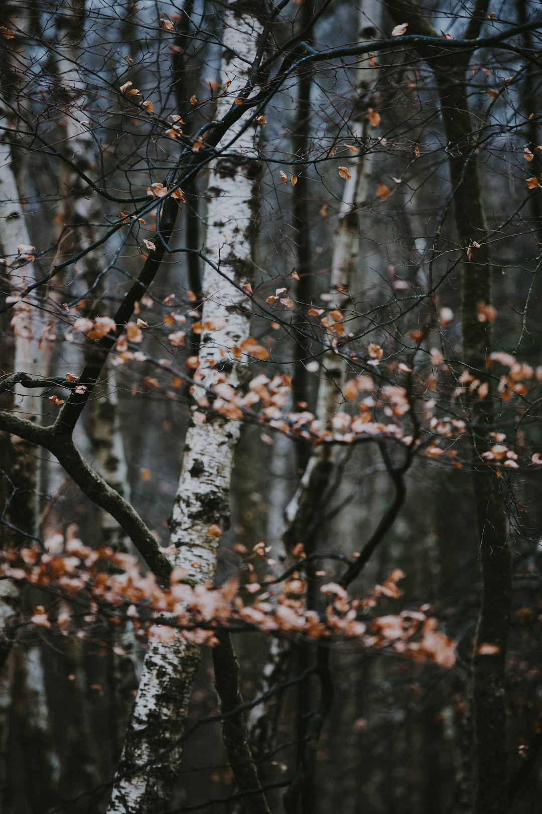 snow-covered forest trees during daytime