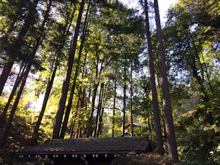 A serene wellness retreat nestled in nature with soft sunlight filtering through tall trees.