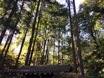 Tall trees with lush green foliage tower over a traditional wooden structure with a tiled roof, set in a sunlit forest environment. Sunbeams filter through the leaves, creating a serene and tranquil atmosphere.
