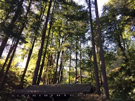 Tall trees with lush green foliage tower over a traditional wooden structure with a tiled roof, set in a sunlit forest environment. Sunbeams filter through the leaves, creating a serene and tranquil atmosphere.