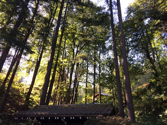 Tall trees with lush green foliage tower over a traditional wooden structure with a tiled roof, set in a sunlit forest environment. Sunbeams filter through the leaves, creating a serene and tranquil atmosphere.