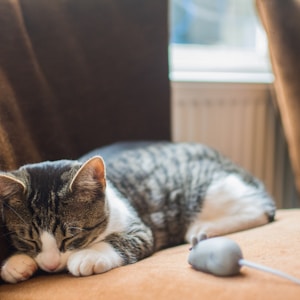 silver tabby cat lying on chair