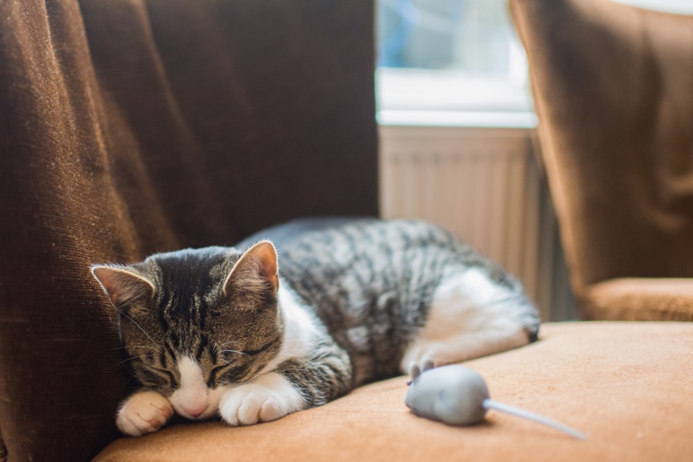 silver tabby cat lying on chair