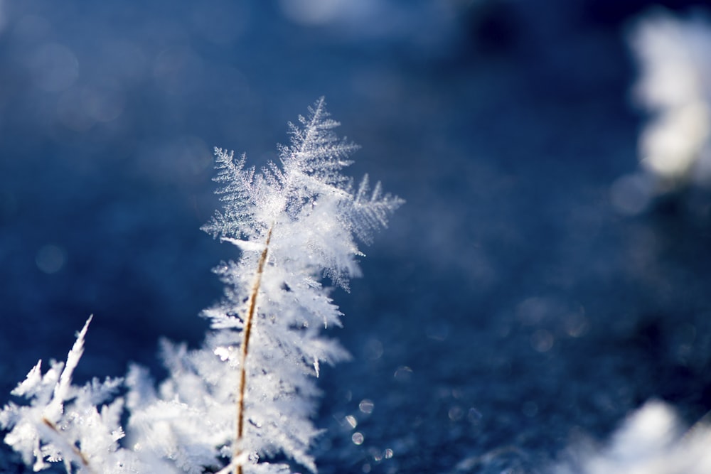 close-up photography of white plant at daytime