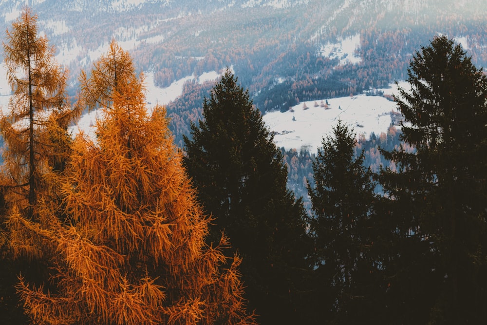 trees and view of mountain