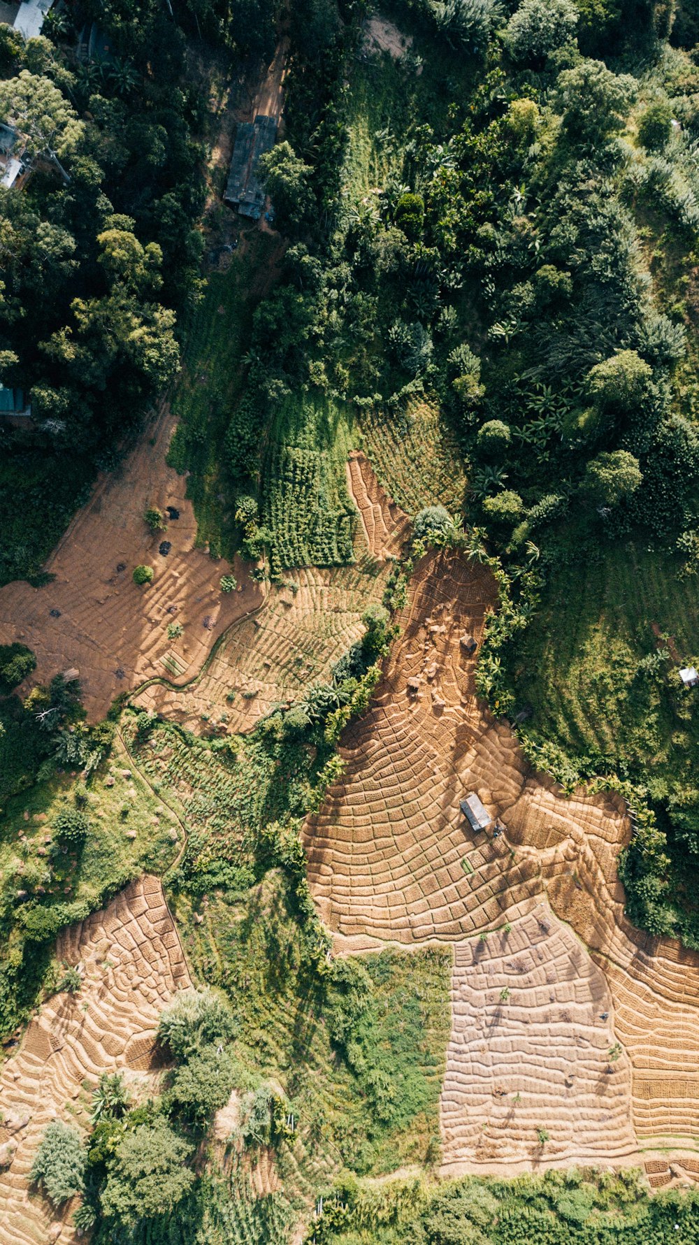 aerial photo of forest during daytime