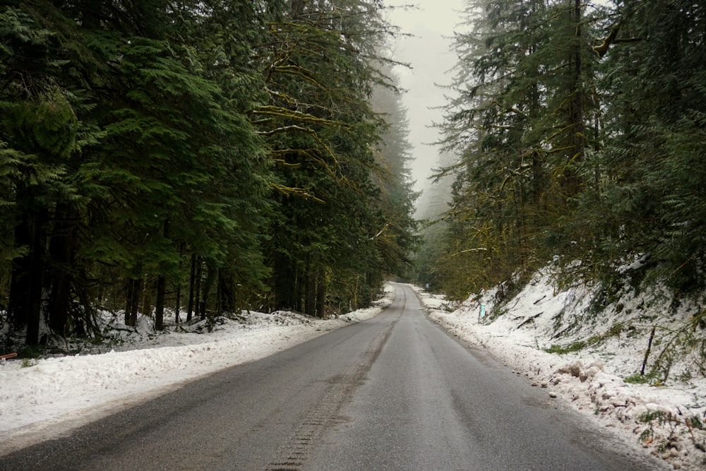 road surrounded by pine trees during daytime
