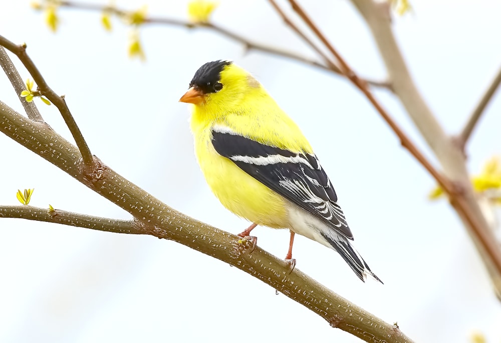 黄色い枢機卿の鳥