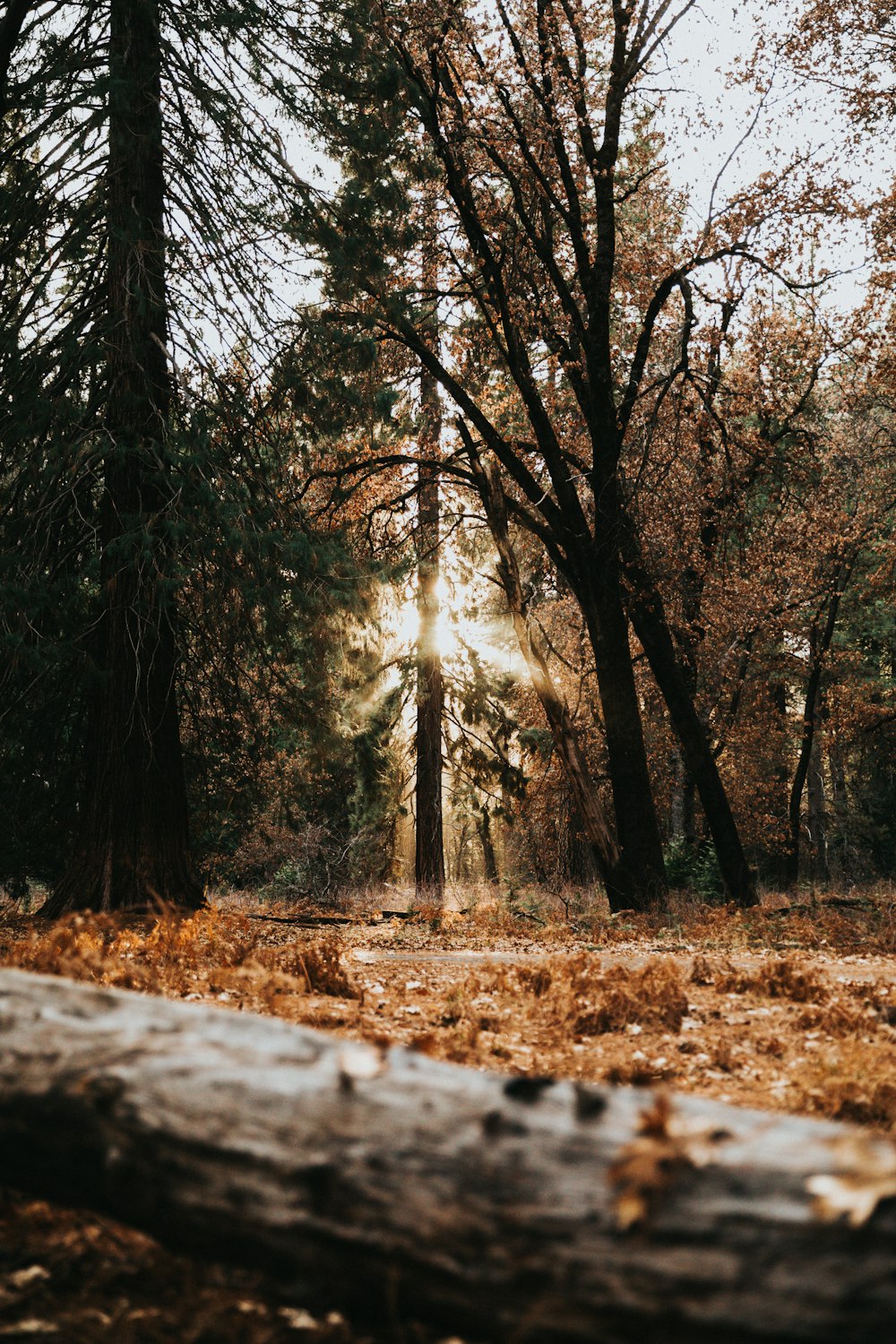 brown leaves on ground surround with trees at daytime