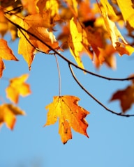 shallow photography of maple leaf