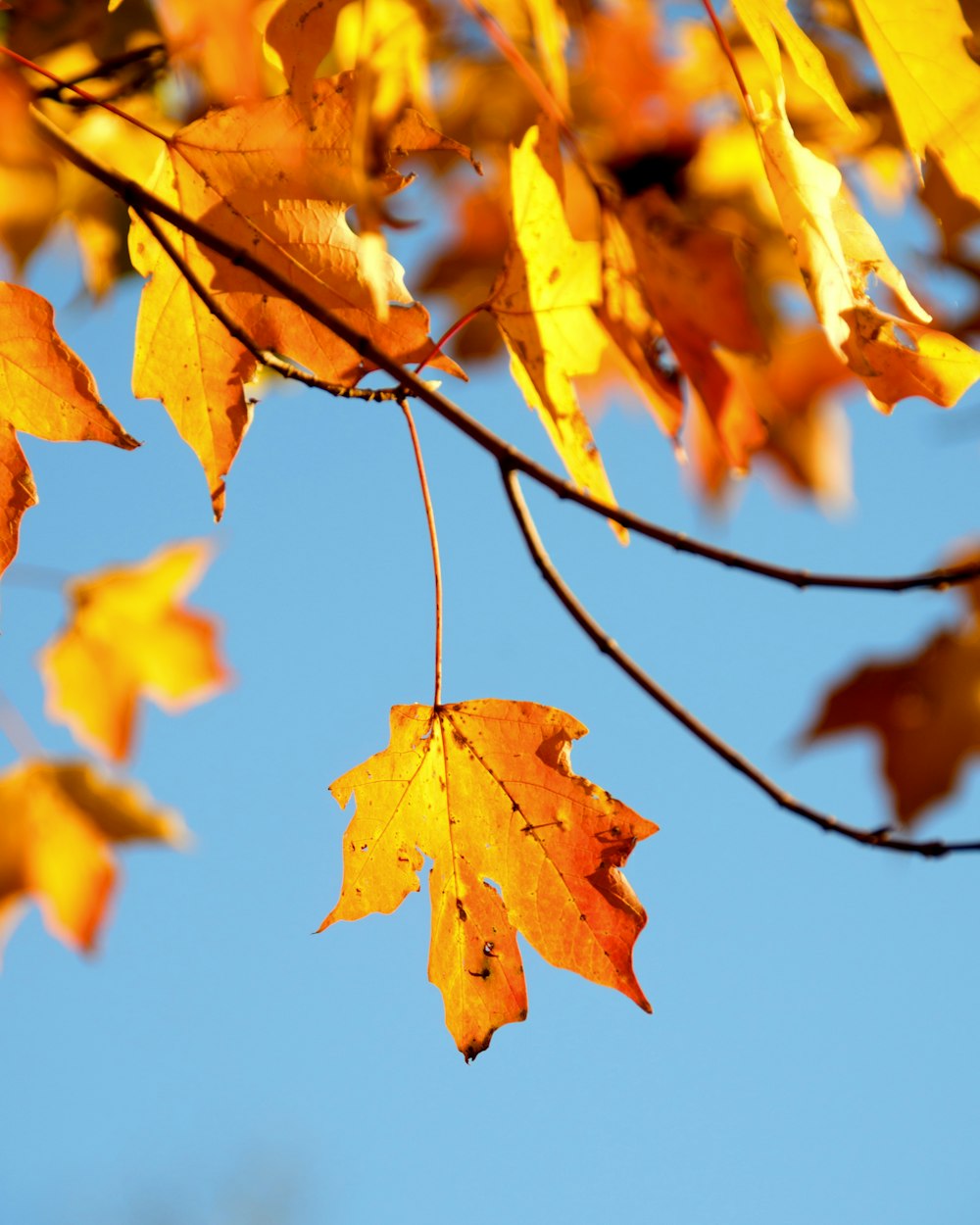 Photographie superficielle de la feuille d’érable