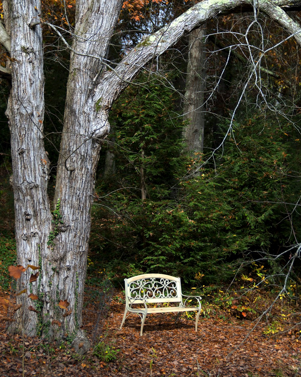 white steel bench under tree near green plants during daytime