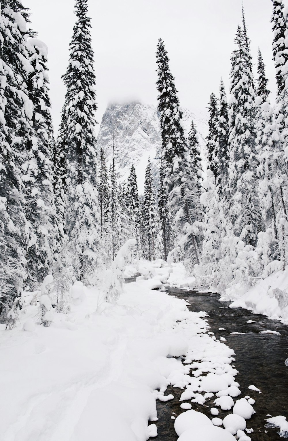 body of water coated snow center of pine trees