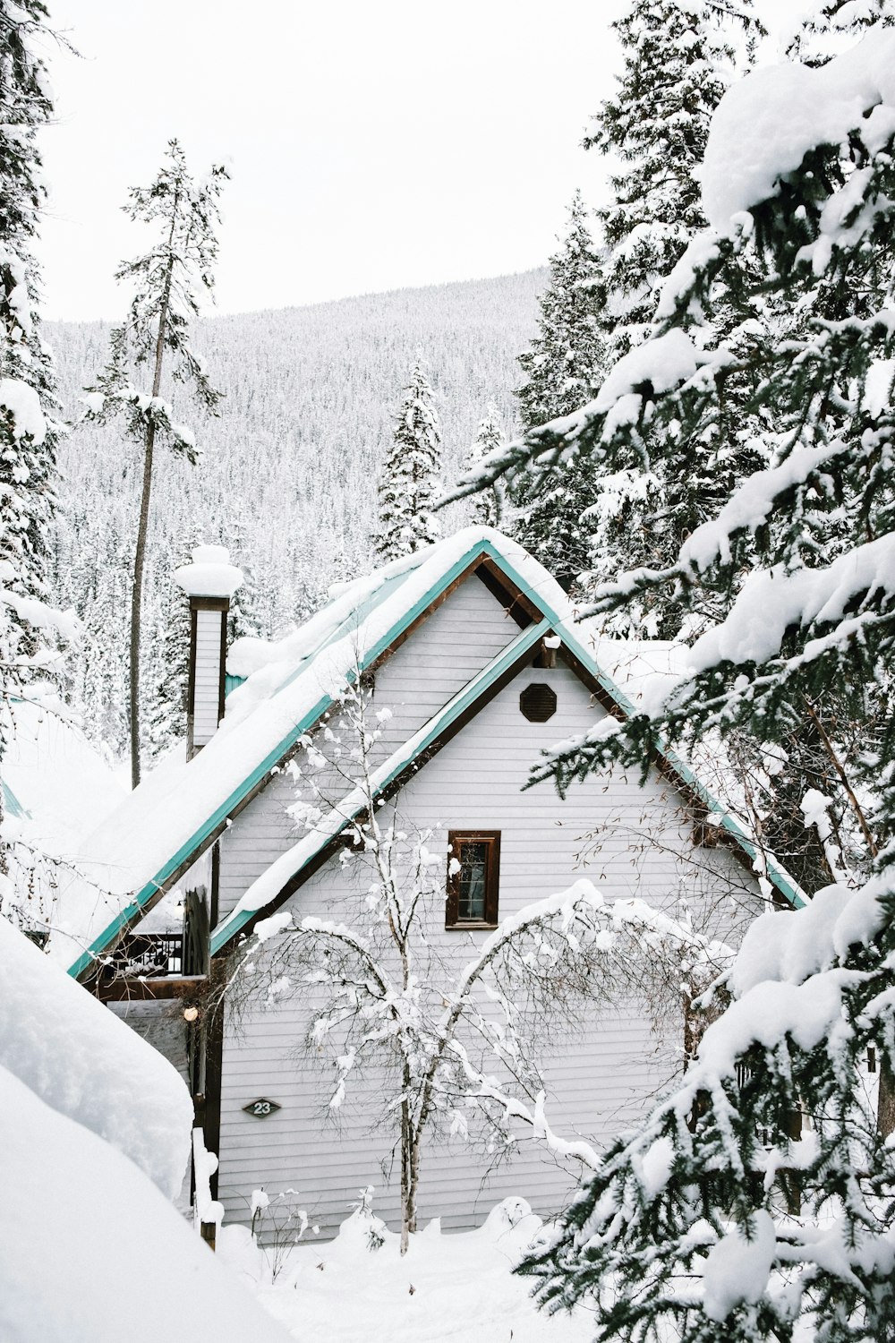雪に覆われた木々のそばの白い木造住宅