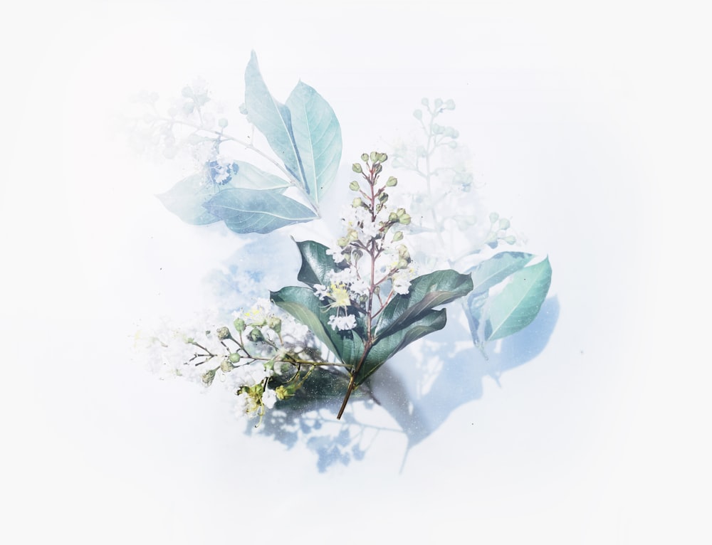 白い顕花植物のアートワーク