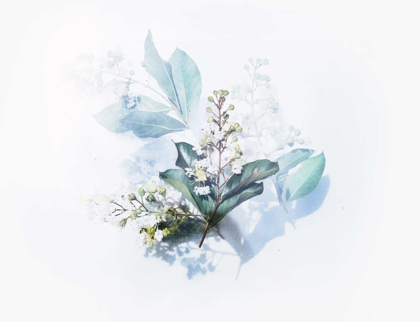 Un estudio de flor pintado con pétalos suaves