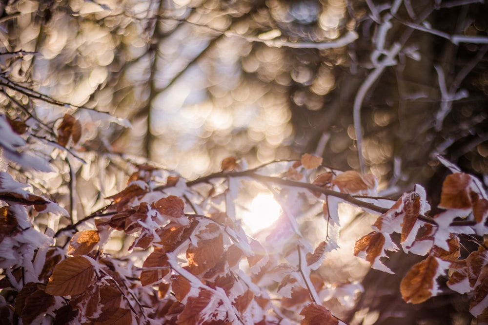 brown leafed tree during daytime