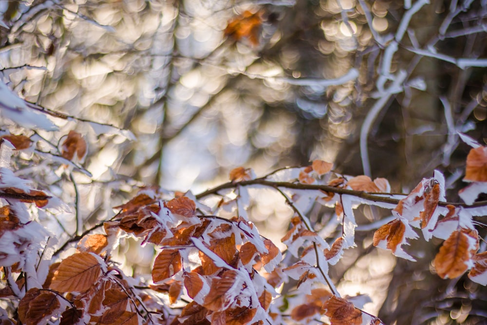 shallow focus photography of ice on brown leaves