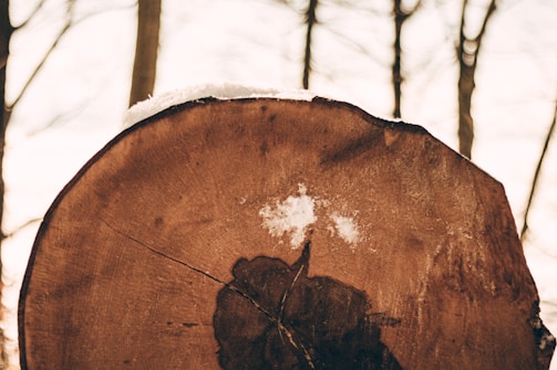 A close-up view of a cross-section of a tree trunk with visible tree rings and some snow resting on the top edge. The background features blurred, leafless trees indicative of a wintry setting.