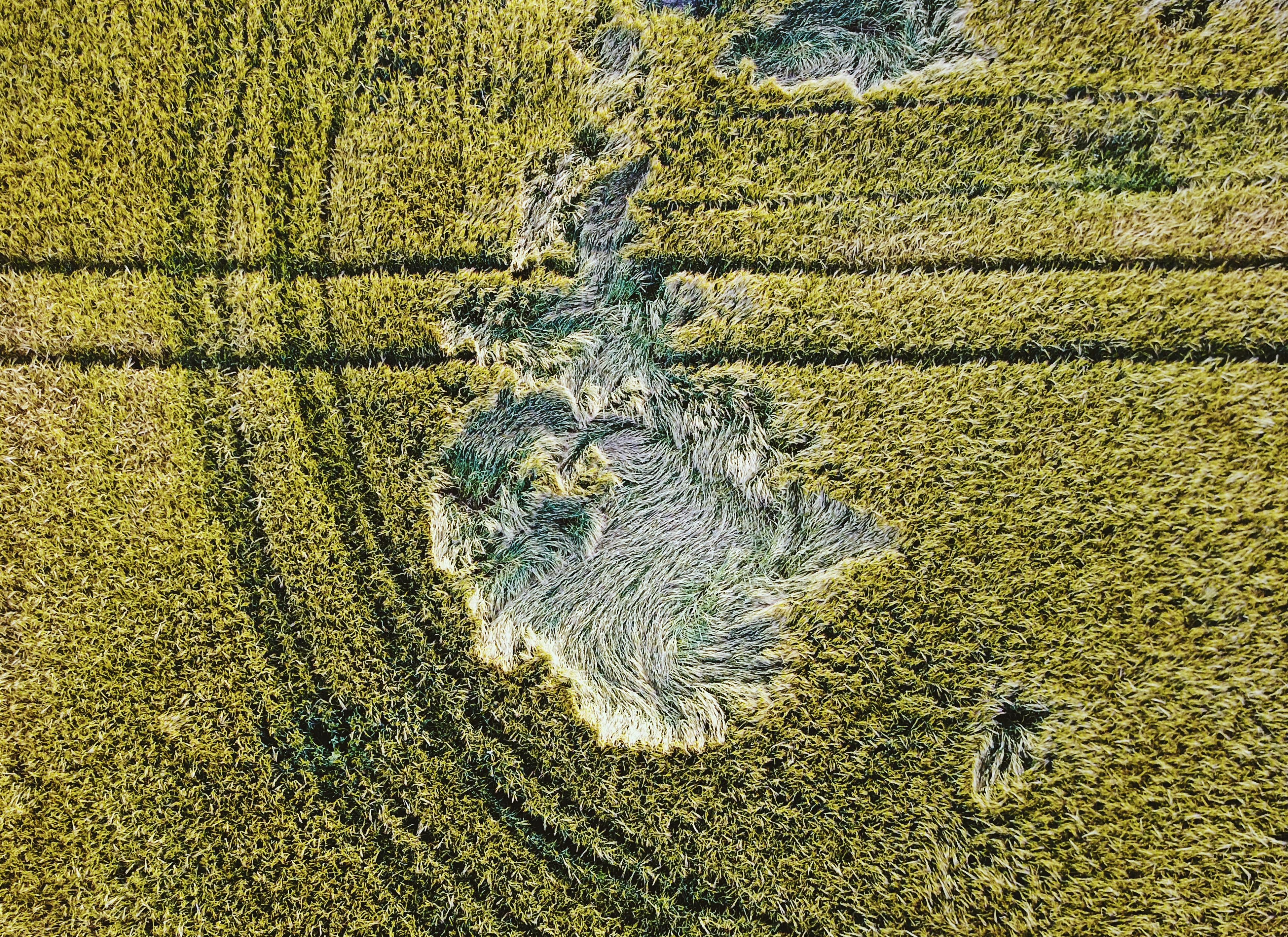 bird's eye view of grass field