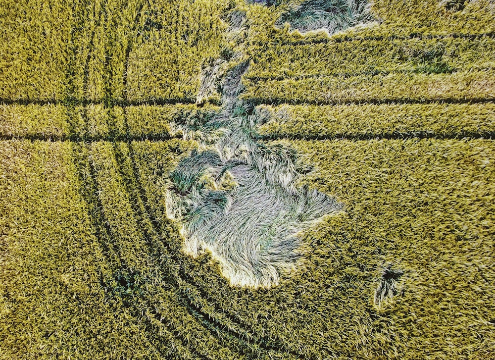 Vista a volo d'uccello del campo d'erba