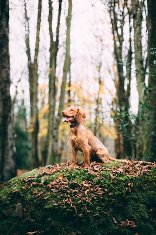 dogAdvisor | dog Advisor | dogadvisor.dog | dog Advisor