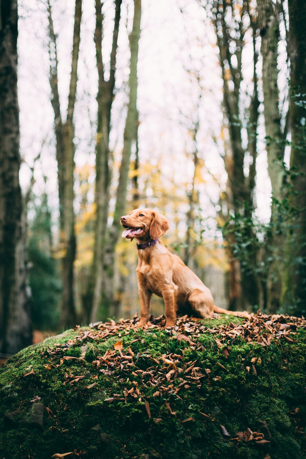 shallow focus photography of dog