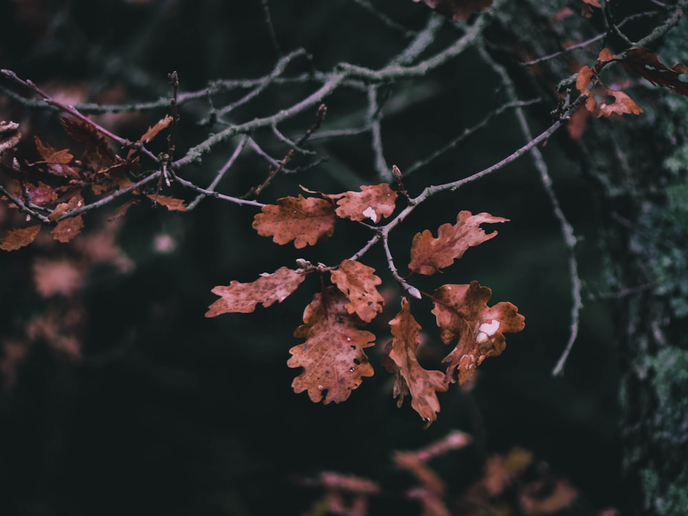 Fotografia a fuoco superficiale di foglie marroni