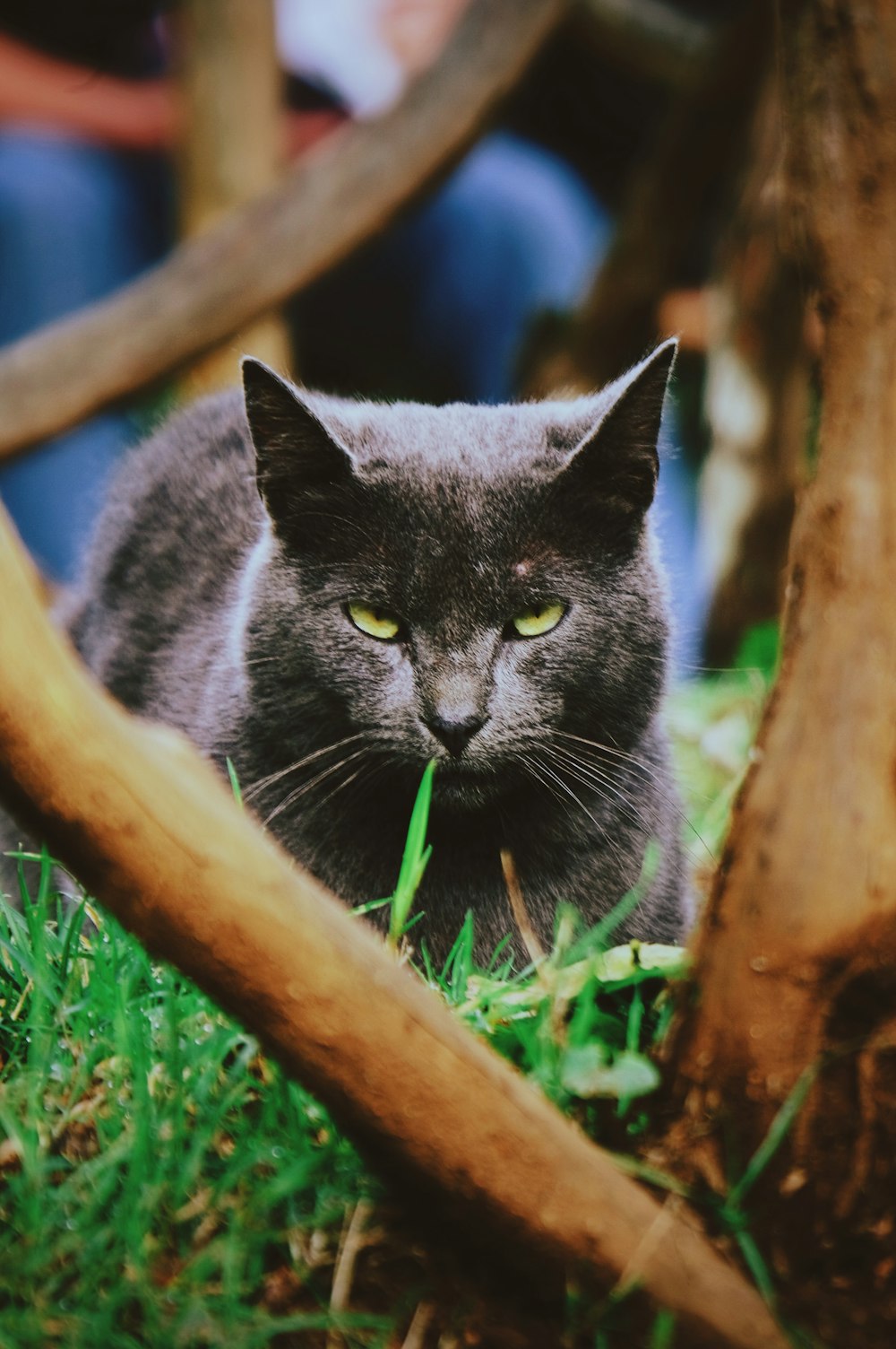 Flachfokusfotografie einer schwarzen Katze, die im Gras liegt